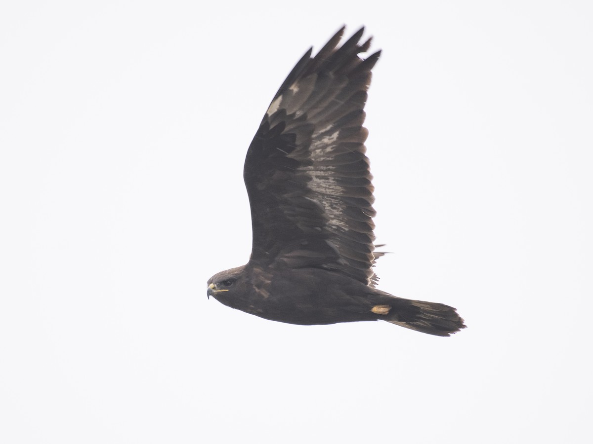 káně lesní - ML647117768