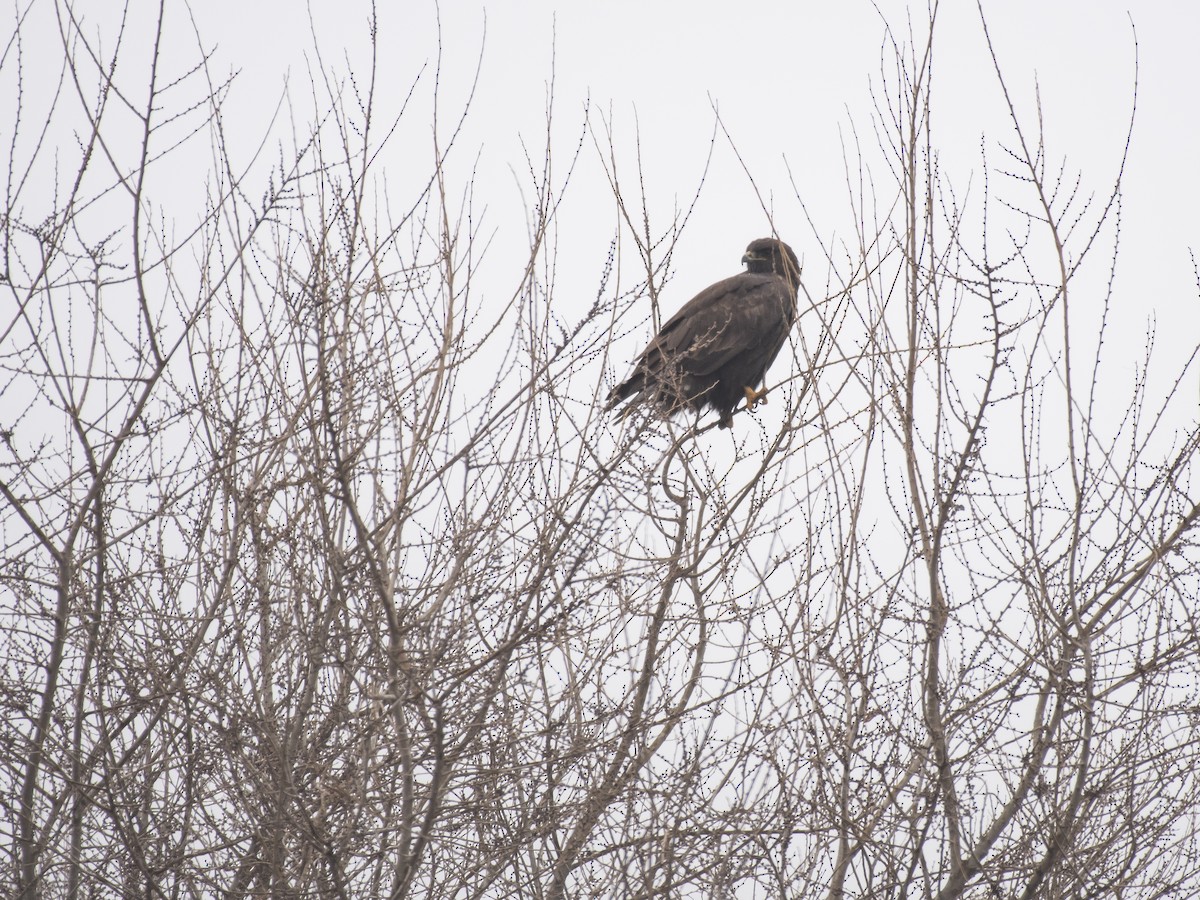 káně lesní - ML647117770