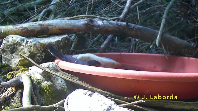 Sardinian Warbler - ML647117776