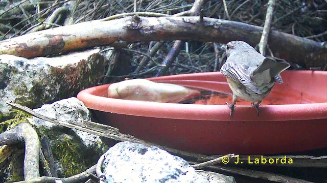 Spotted Flycatcher - ML647117778