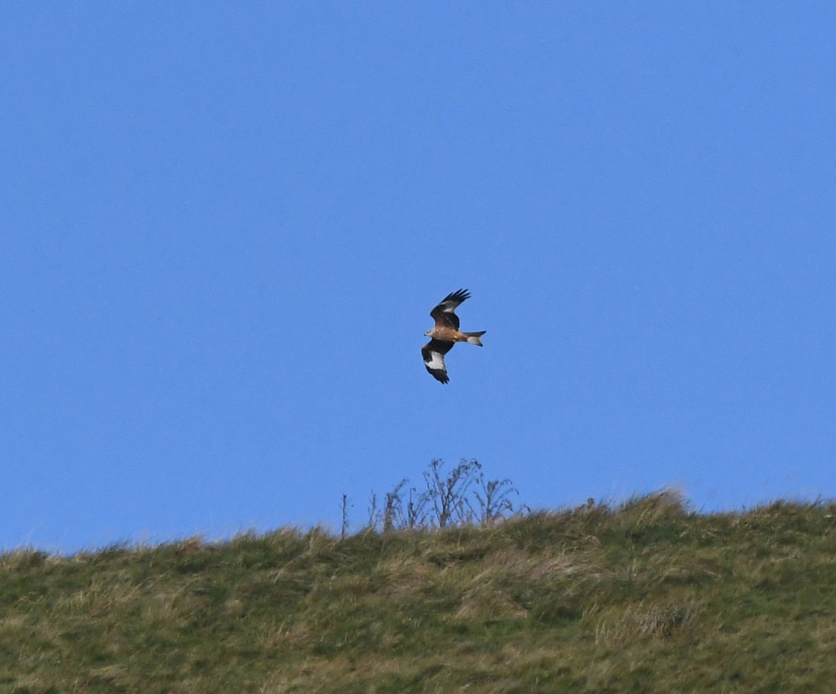 Red Kite (Red) - ML647117781