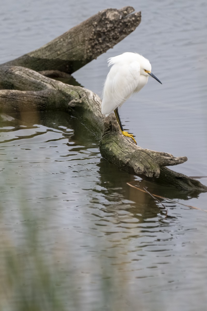 Snowy Egret - ML647117787