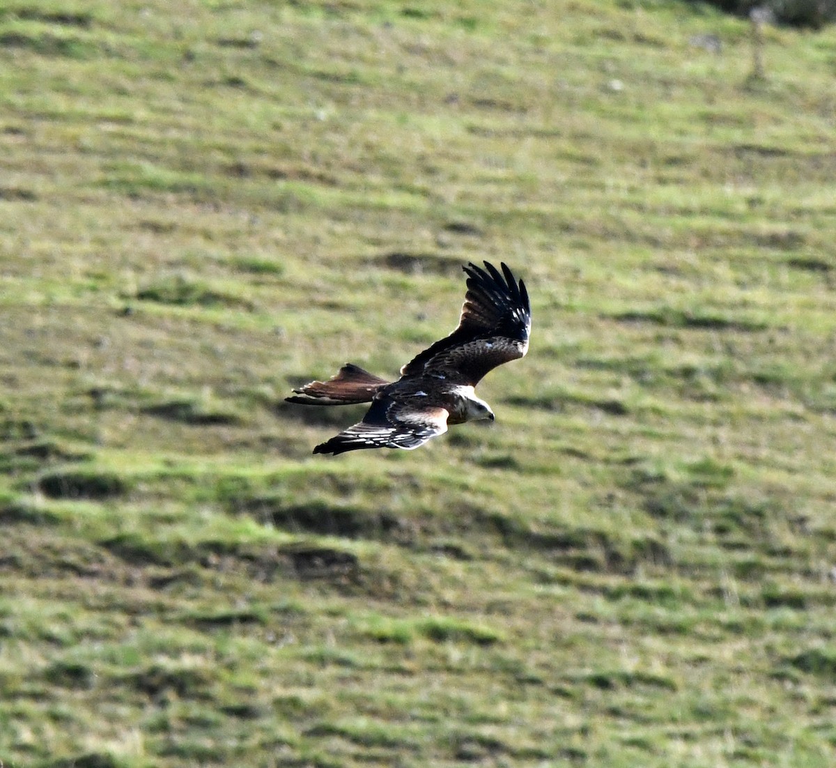Red Kite (Red) - ML647117789