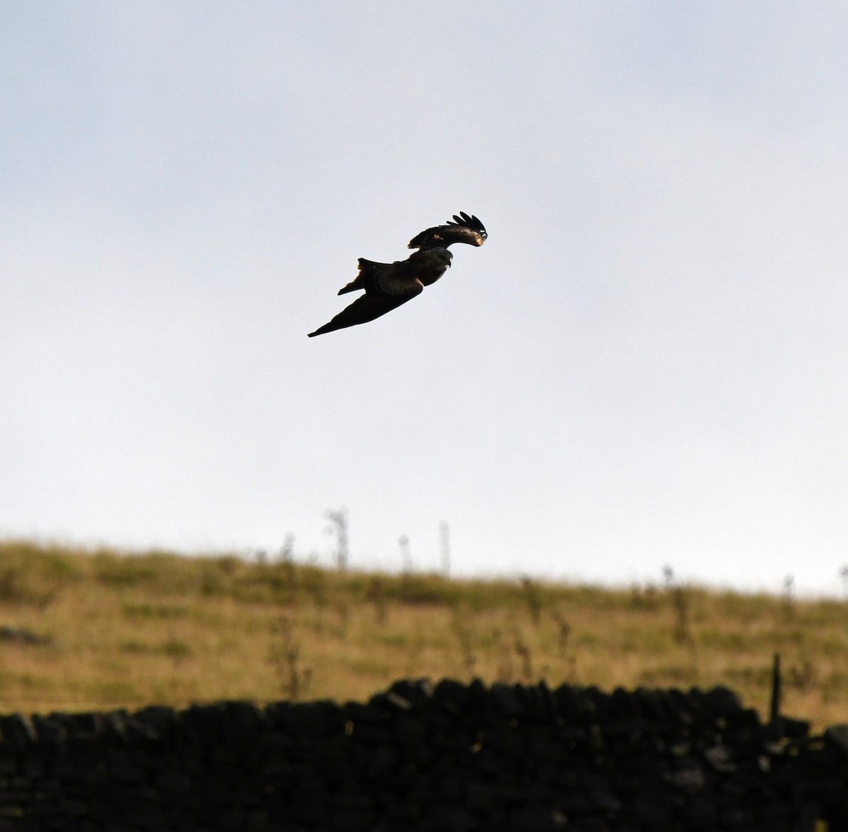 Red Kite (Red) - ML647117790