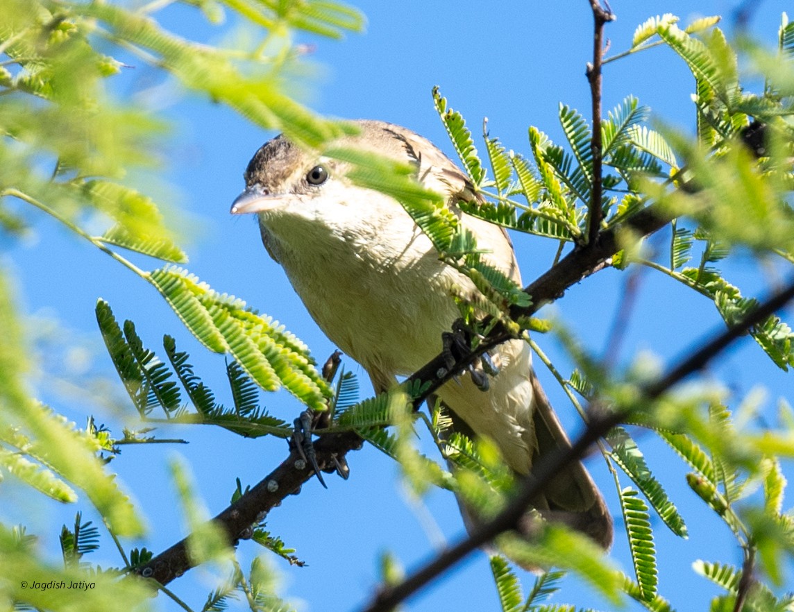 Clamorous Reed Warbler - ML647117796