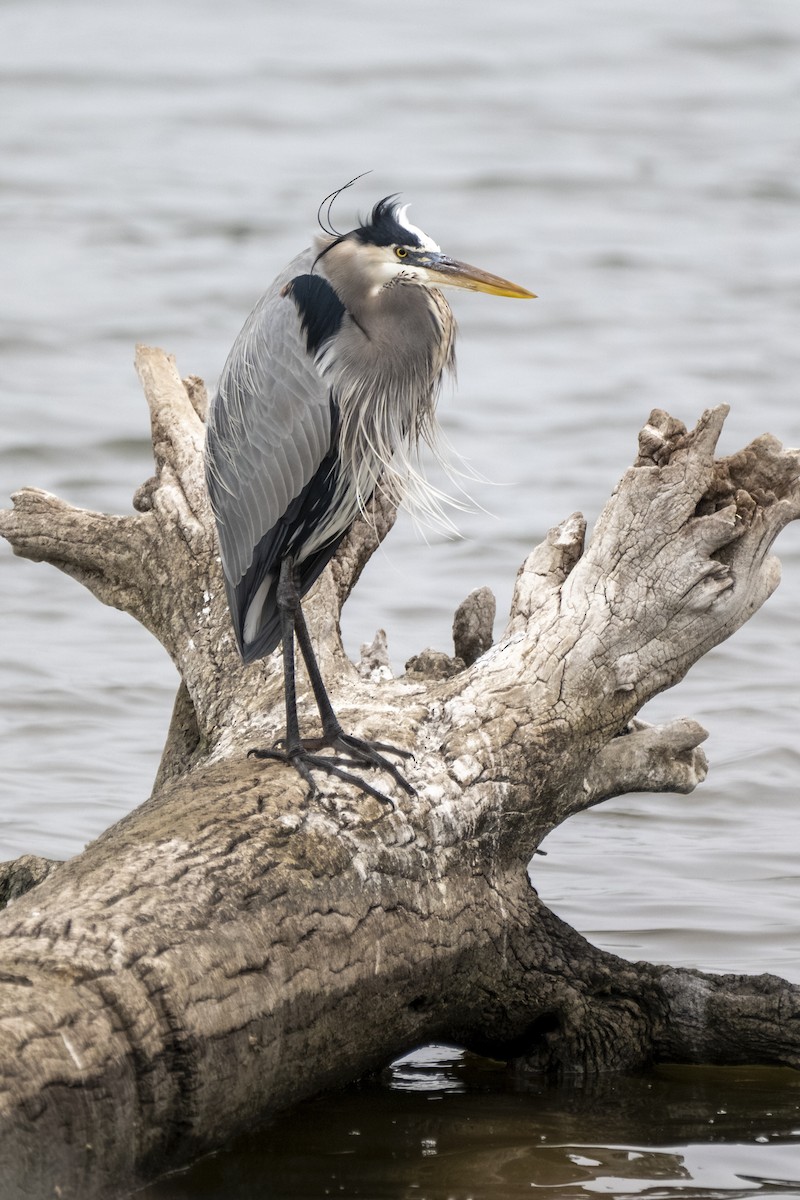 Great Blue Heron - ML647117797