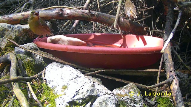 European Greenfinch - ML647117798