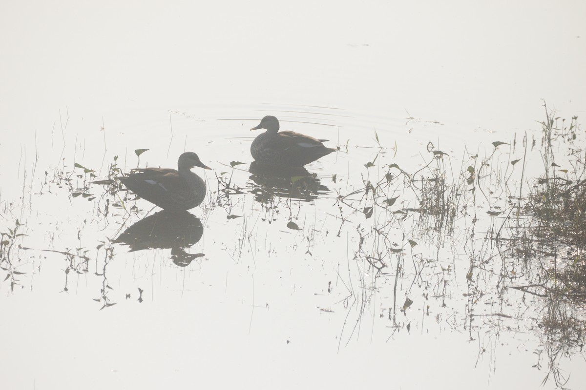 Indian Spot-billed Duck - ML647117802