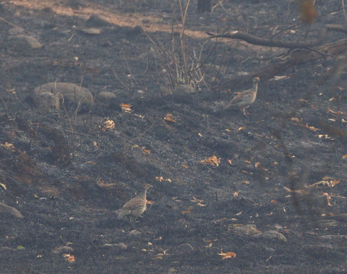 Gray Francolin - ML647117806