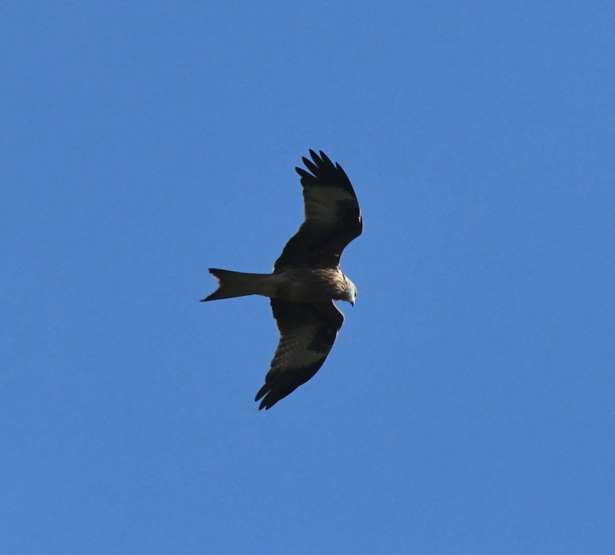Red Kite (Red) - ML647117807