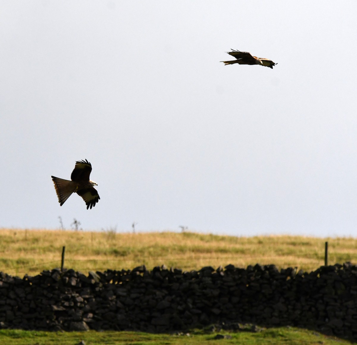 Red Kite (Red) - ML647117809