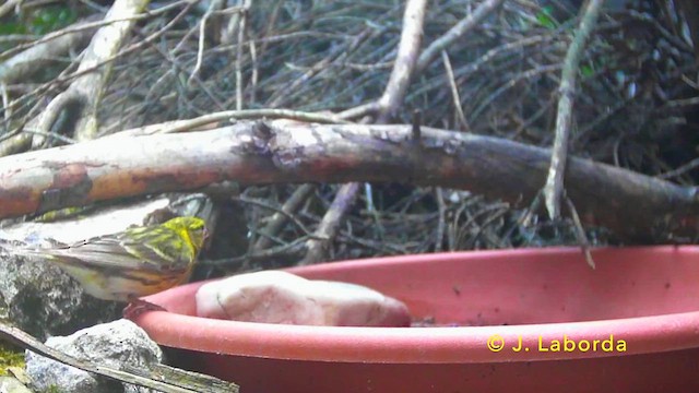 Girlitz - ML647117810