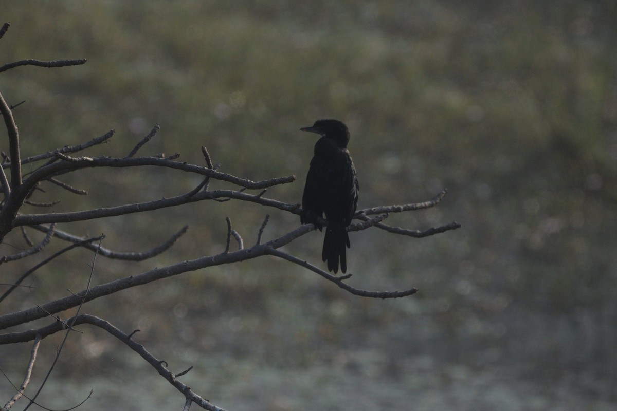 Indian Cormorant - ML647117812