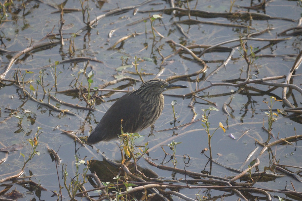印度池鷺 - ML647117817