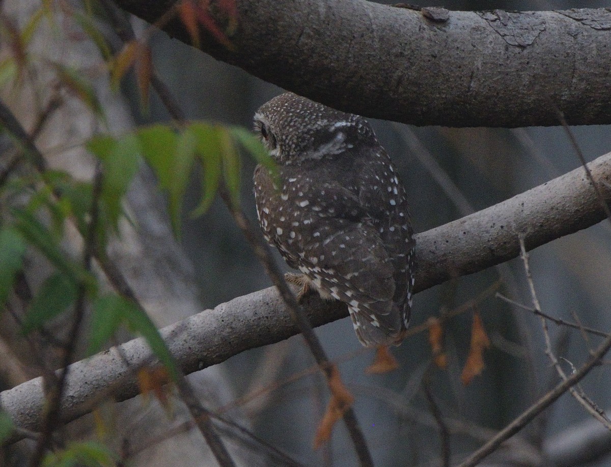 Spotted Owlet - ML647117830