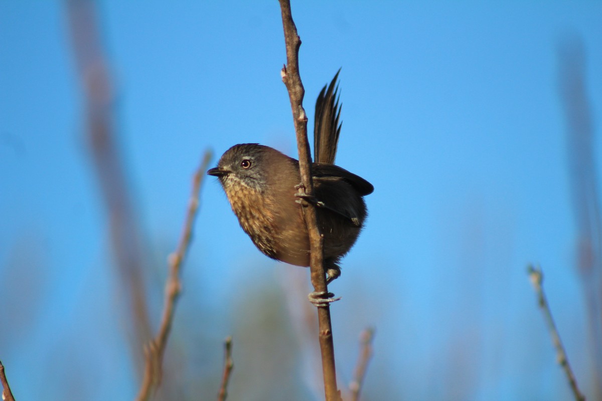 Wrentit - ML647117831