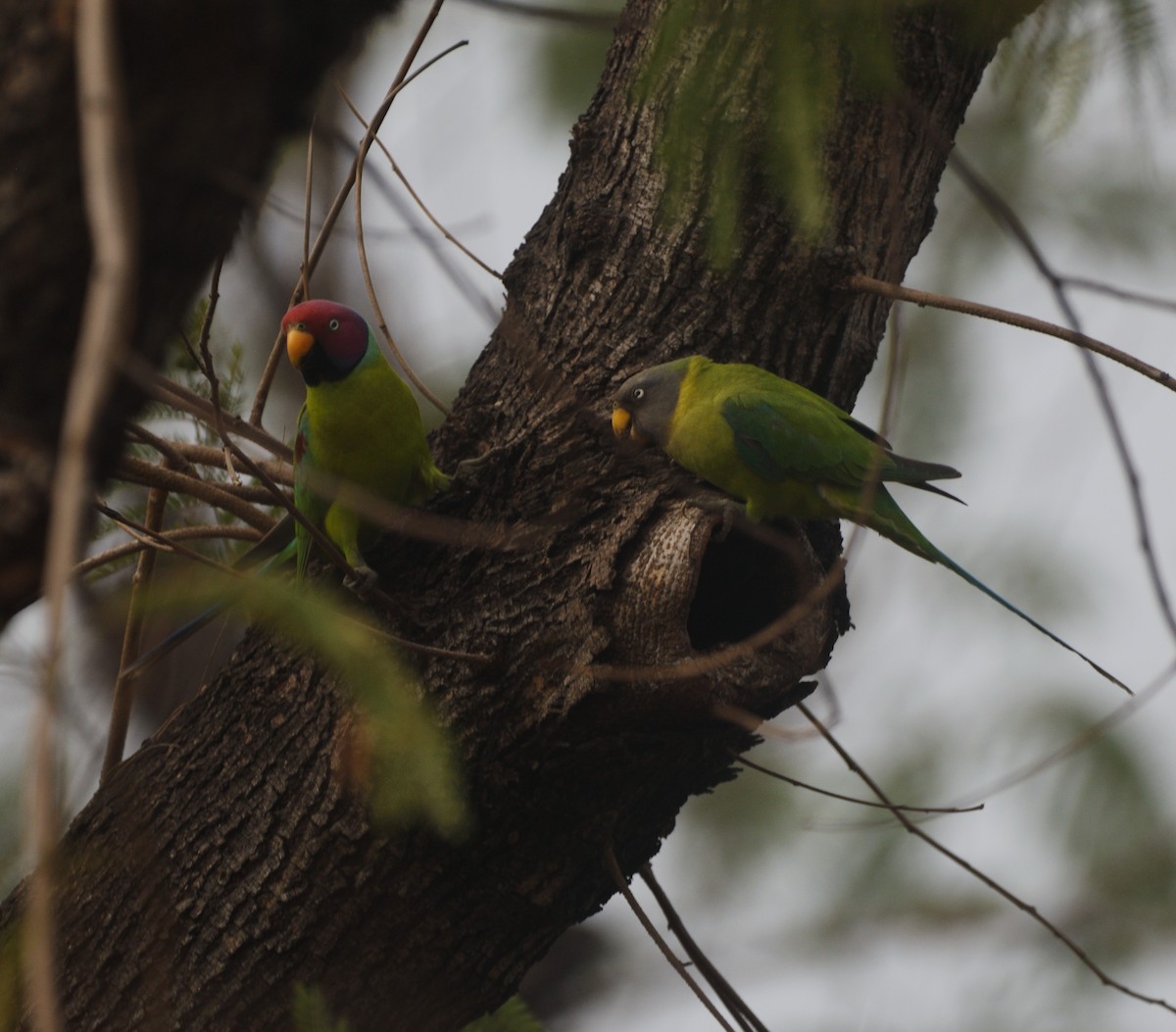 Plum-headed Parakeet - ML647117832