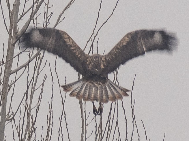 káně východní - ML647117838