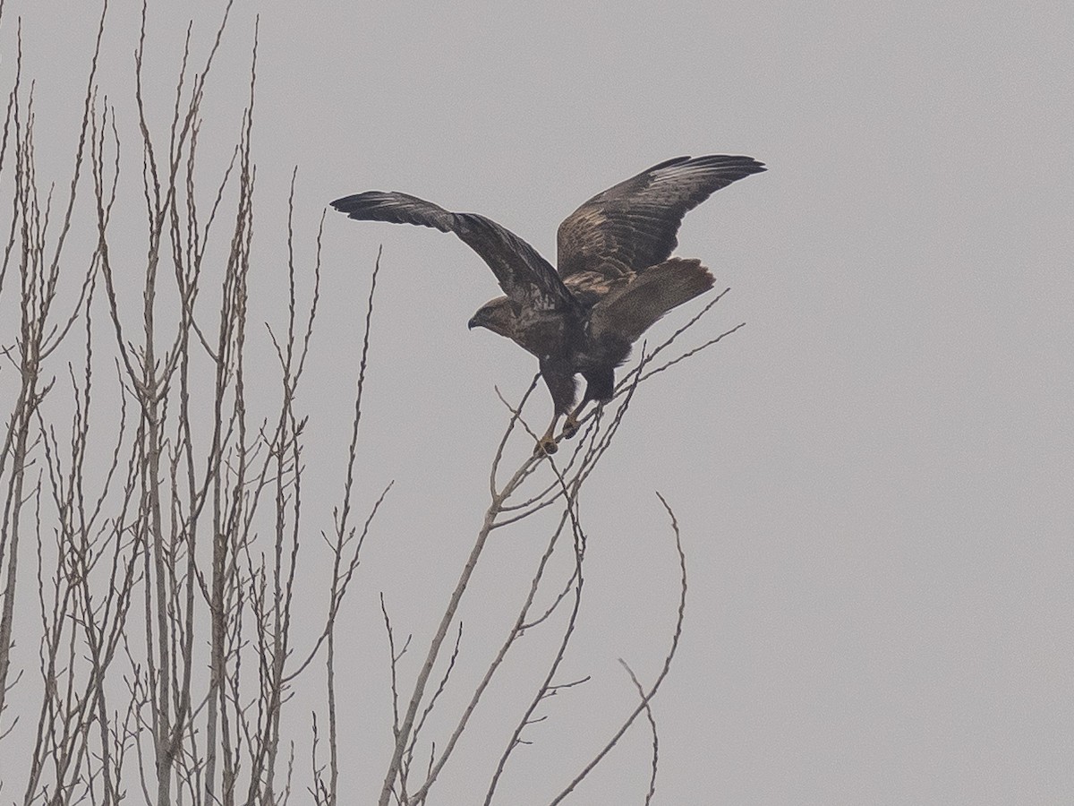 káně východní - ML647117839