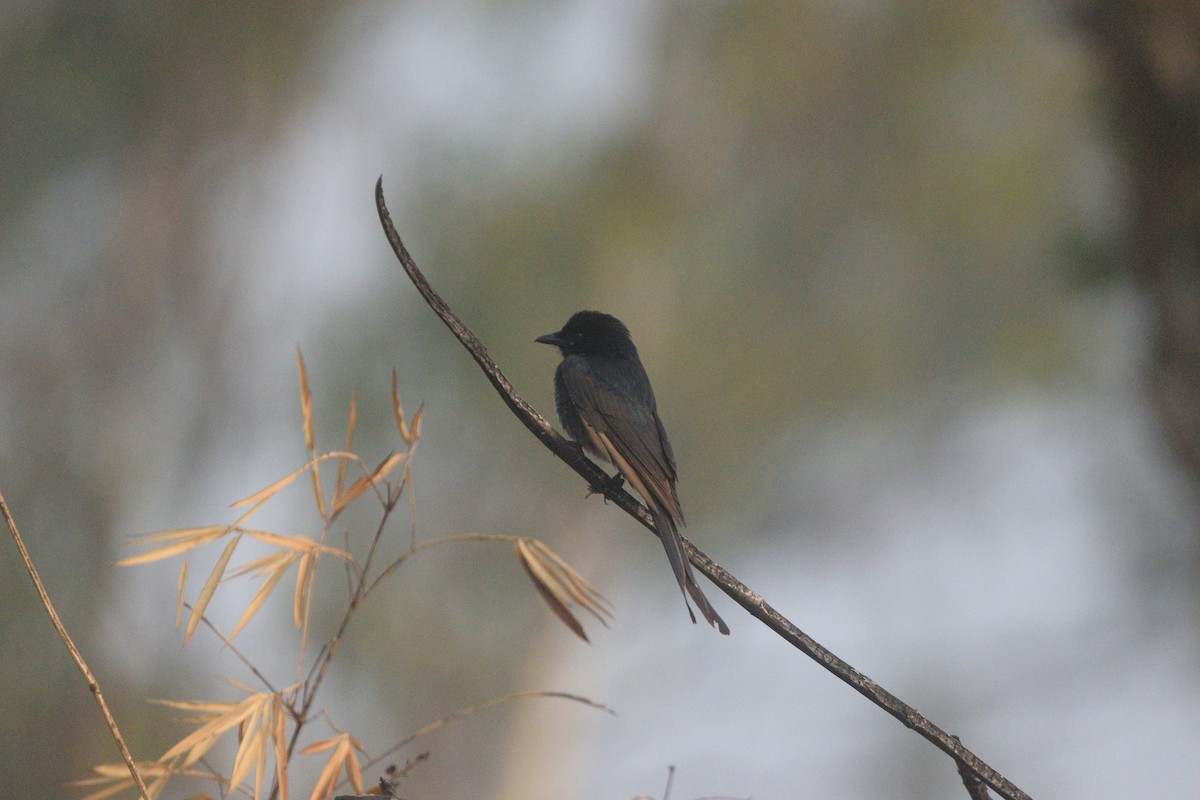 Black Drongo - ML647117840