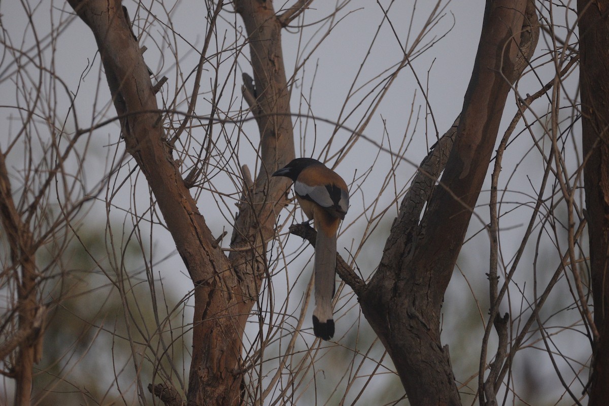 Rufous Treepie - ML647117842