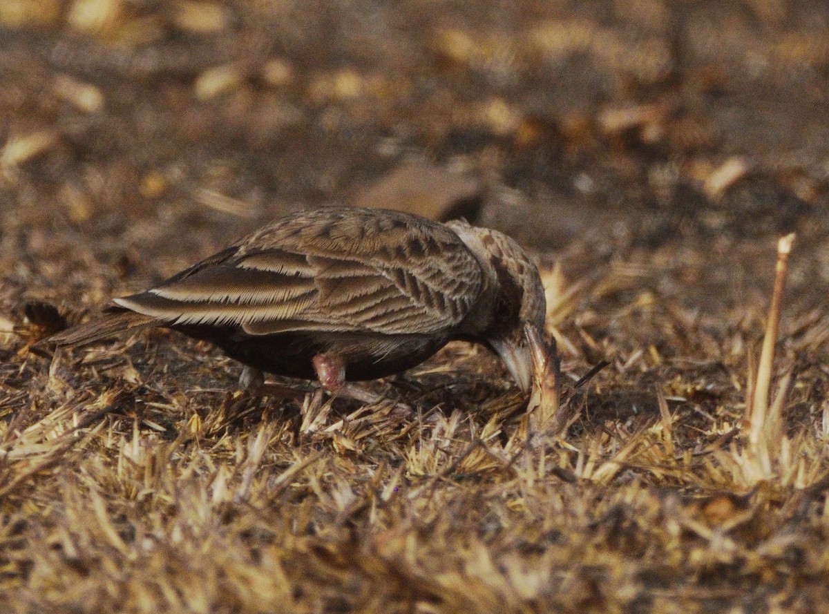 Ashy-crowned Sparrow-Lark - ML647117848
