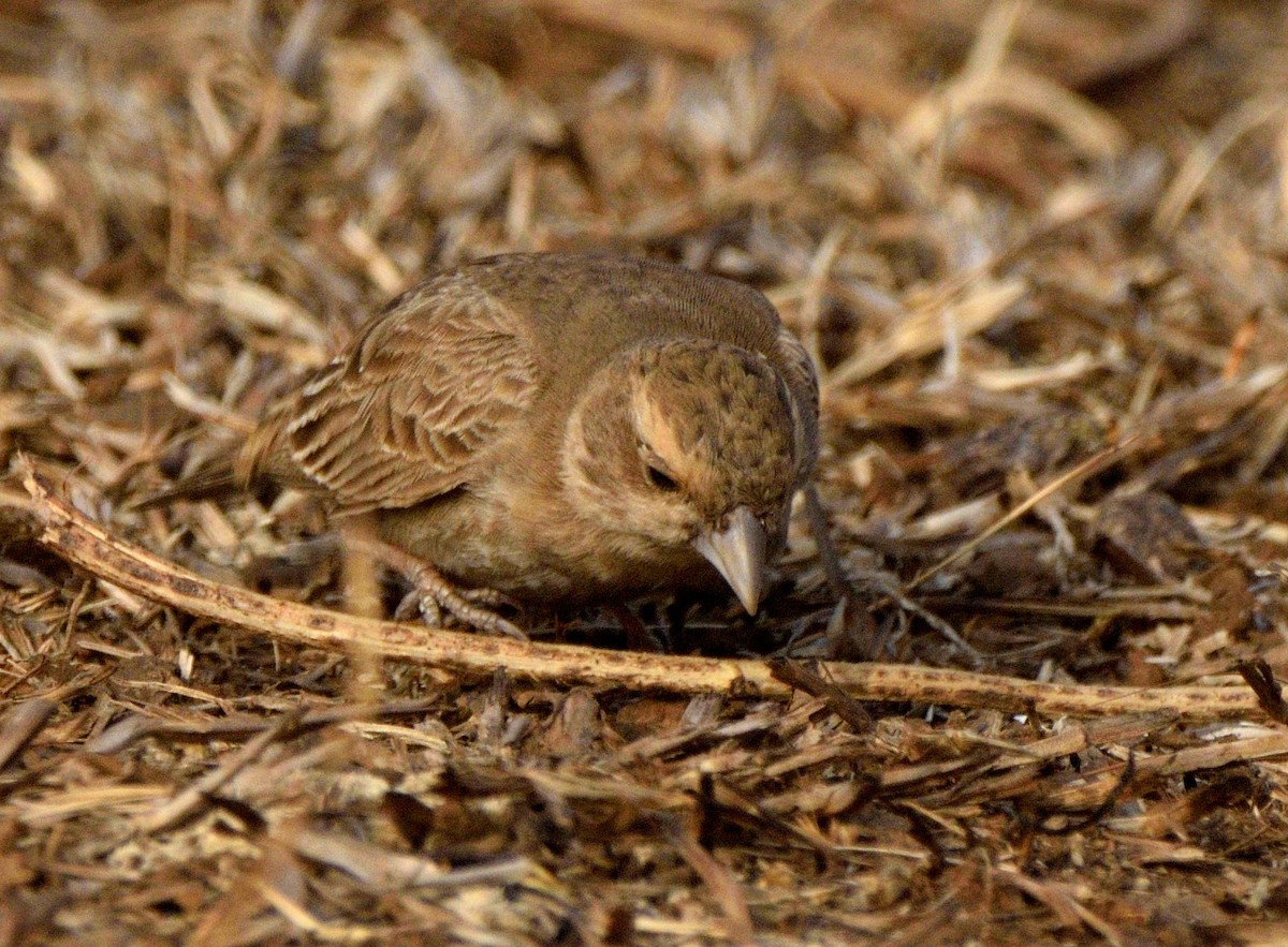 Ashy-crowned Sparrow-Lark - ML647117849