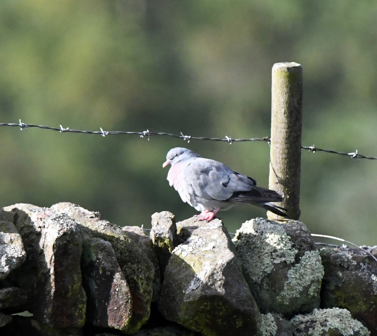 Stock Dove - ML647117850