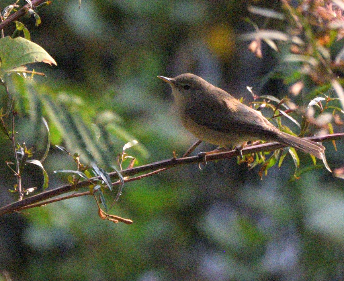 靴籬鶯 - ML647117853