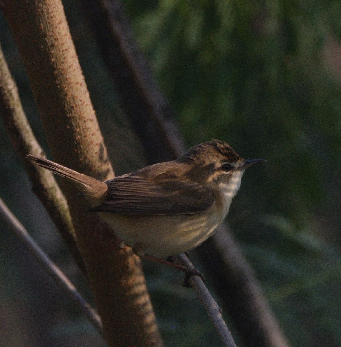 稻田葦鶯 - ML647117858
