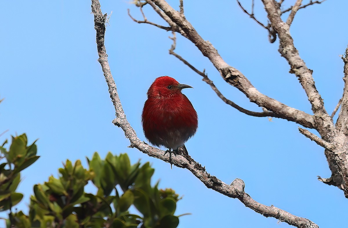 Apapane - ML647117859