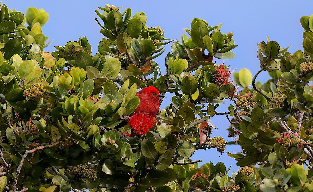 Apapane - ML647117860