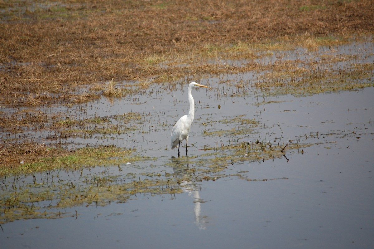 Koartza zuria - ML647117861