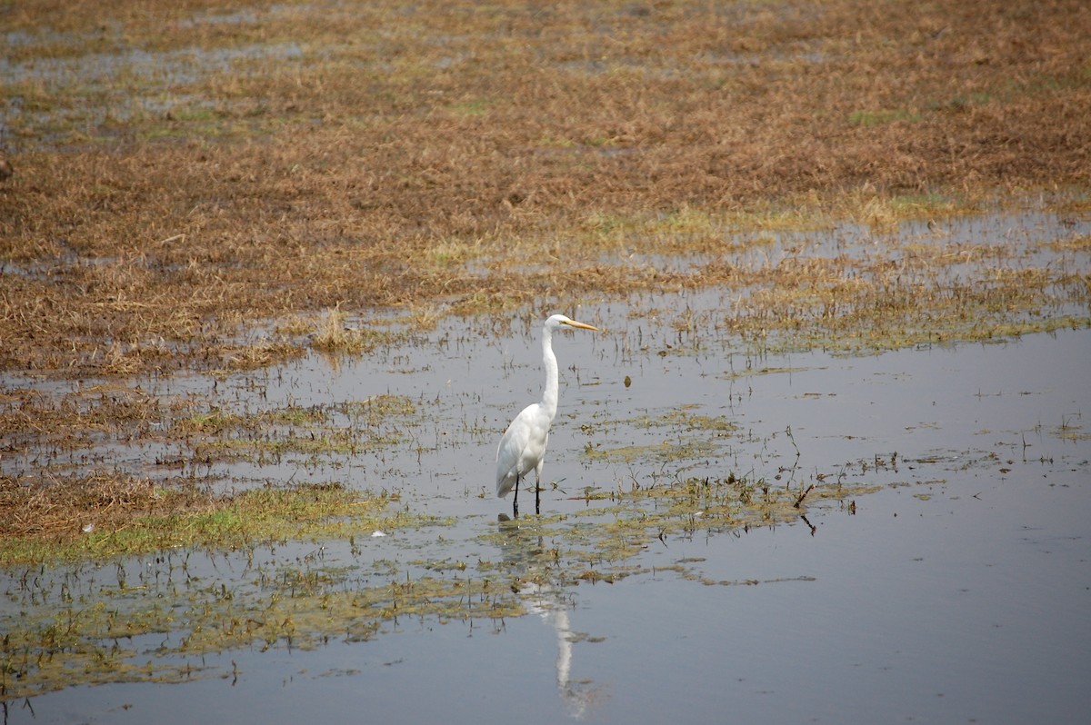 Koartza zuria - ML647117862