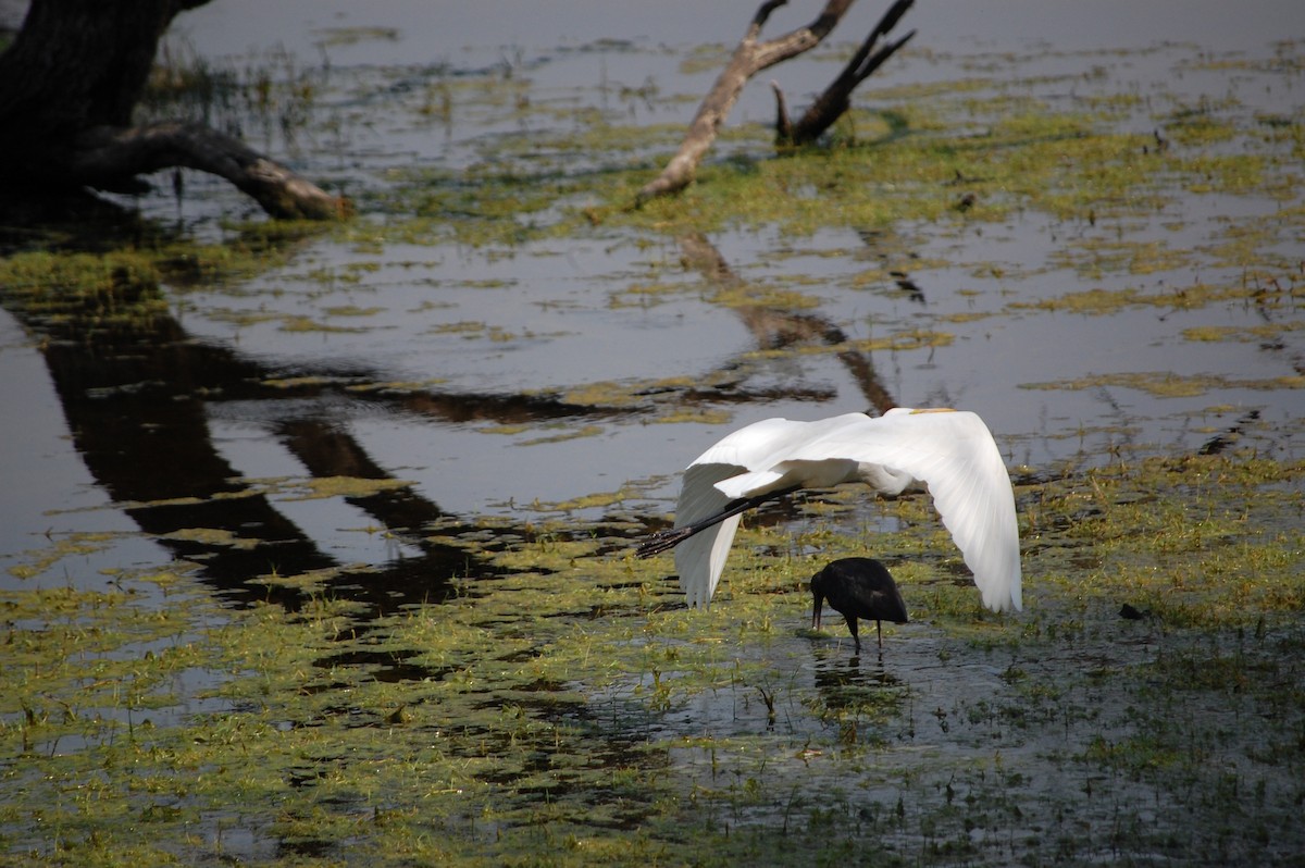 Koartza zuria - ML647117863