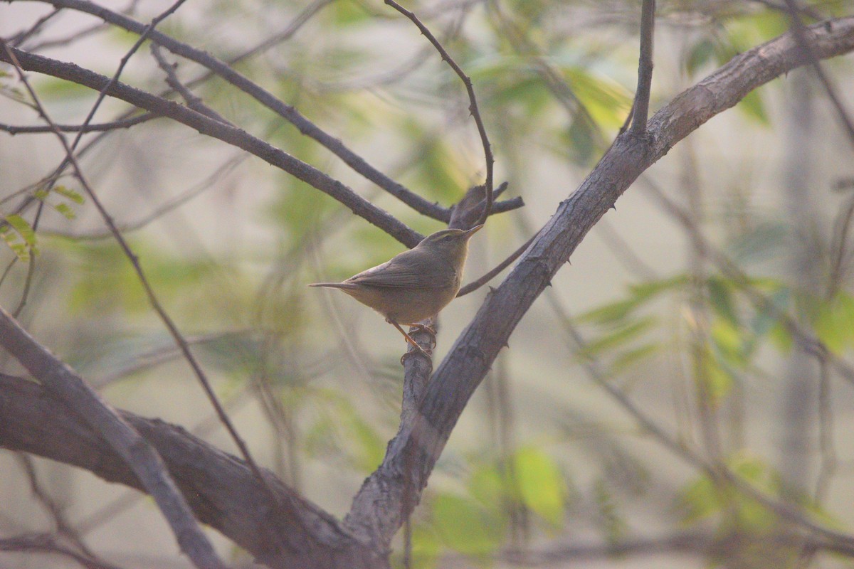 Sulphur-bellied Warbler - ML647117865