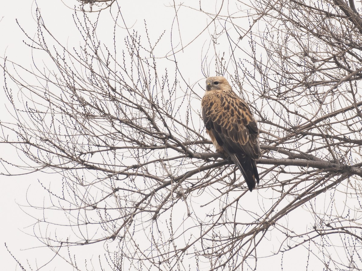 káně bělochvostá - ML647117872