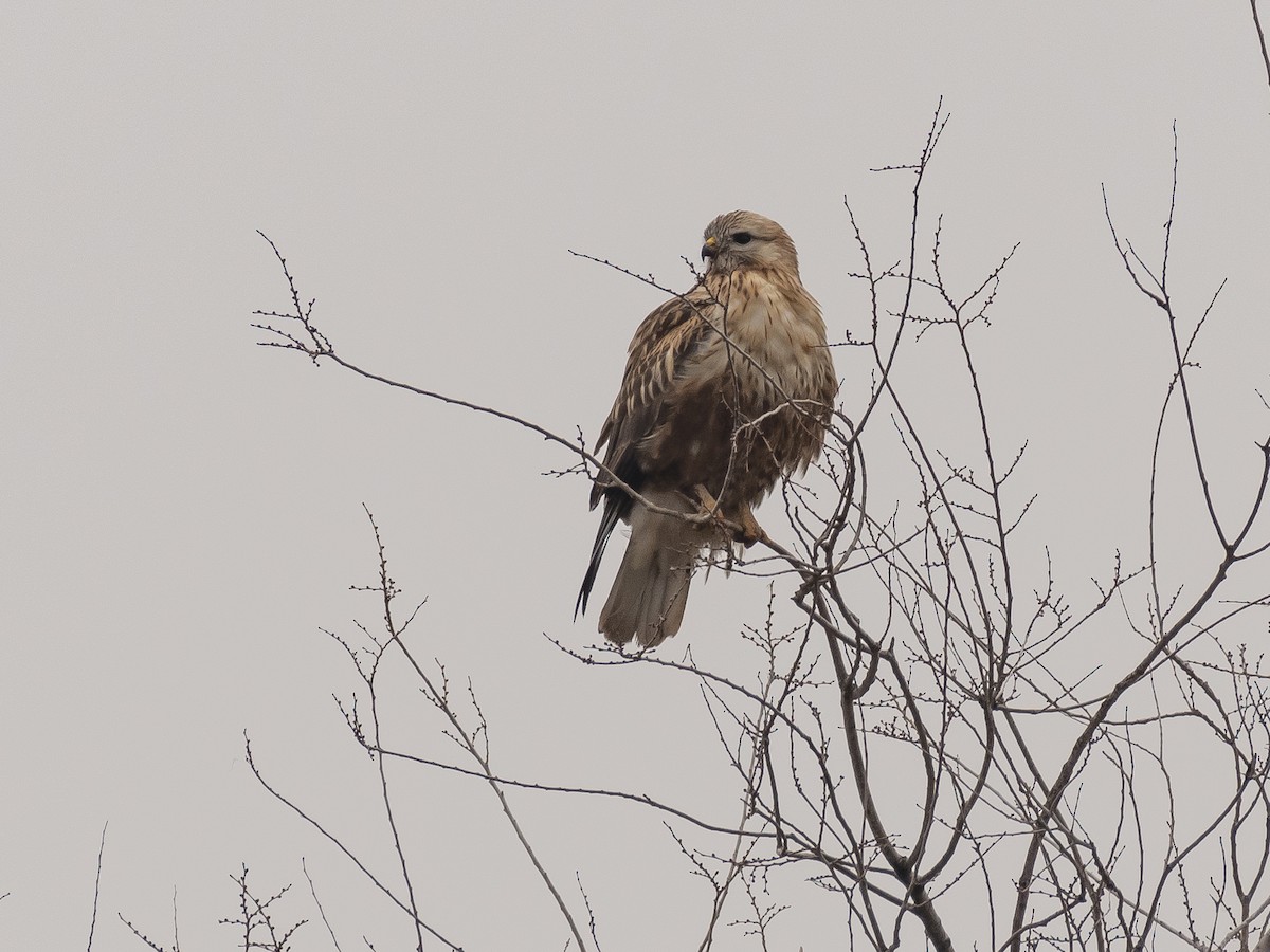 káně východní - ML647117873