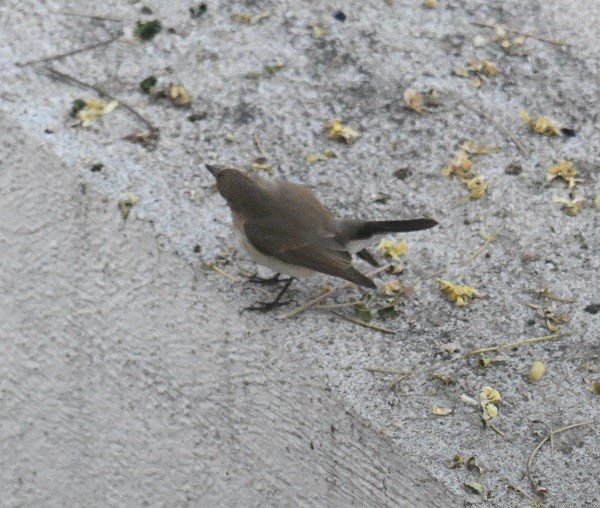 Red-breasted Flycatcher - ML647117876