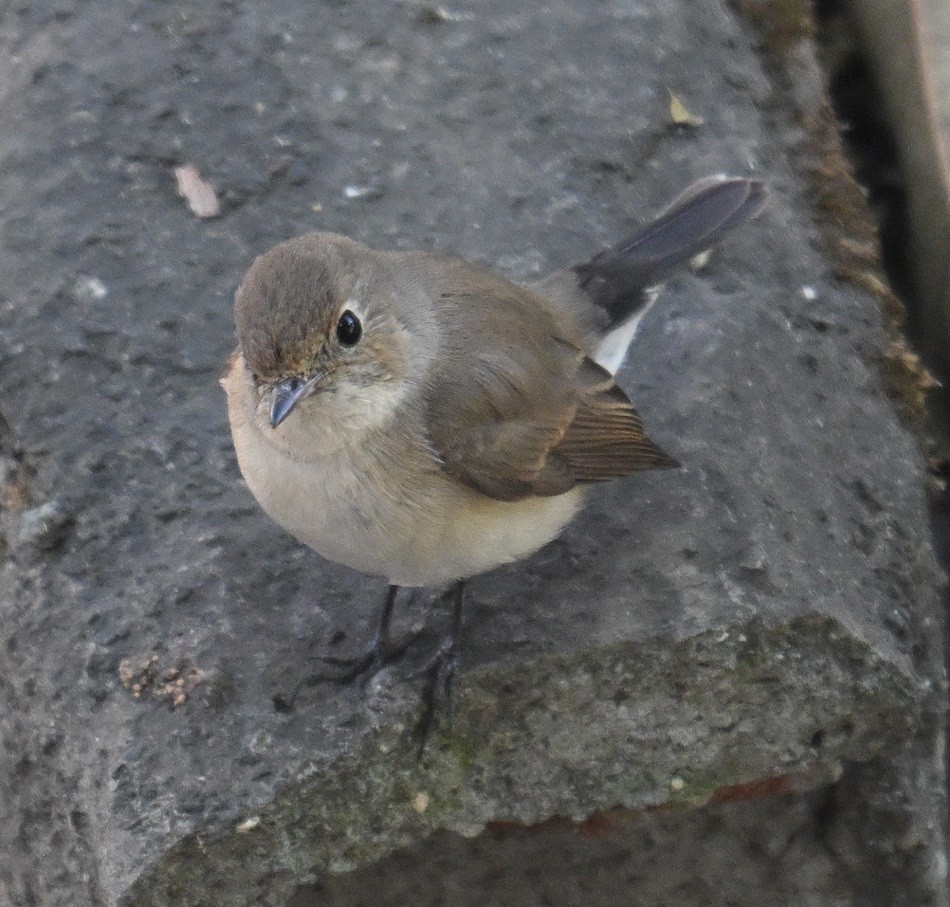 Red-breasted Flycatcher - ML647117877