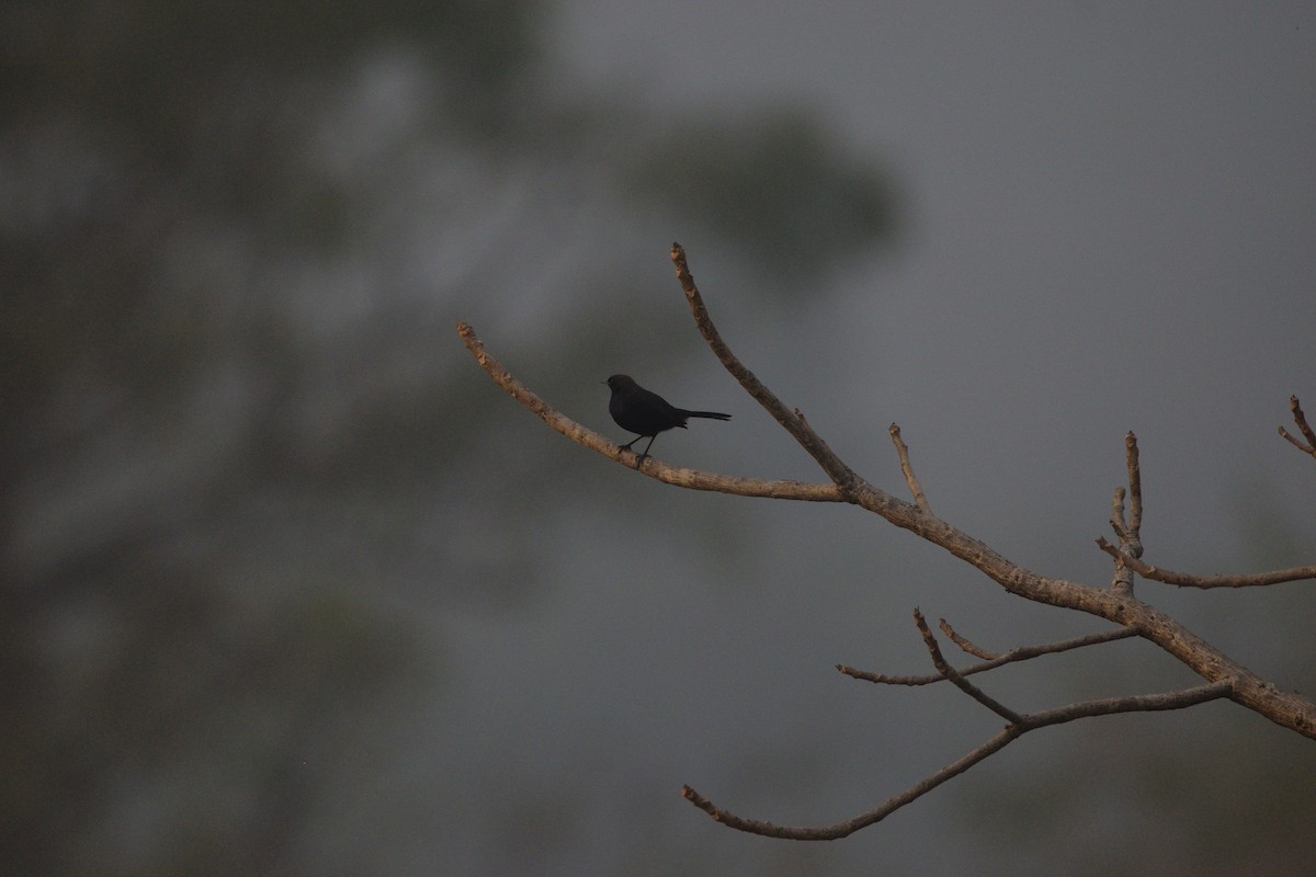 Indian Robin - ML647117878