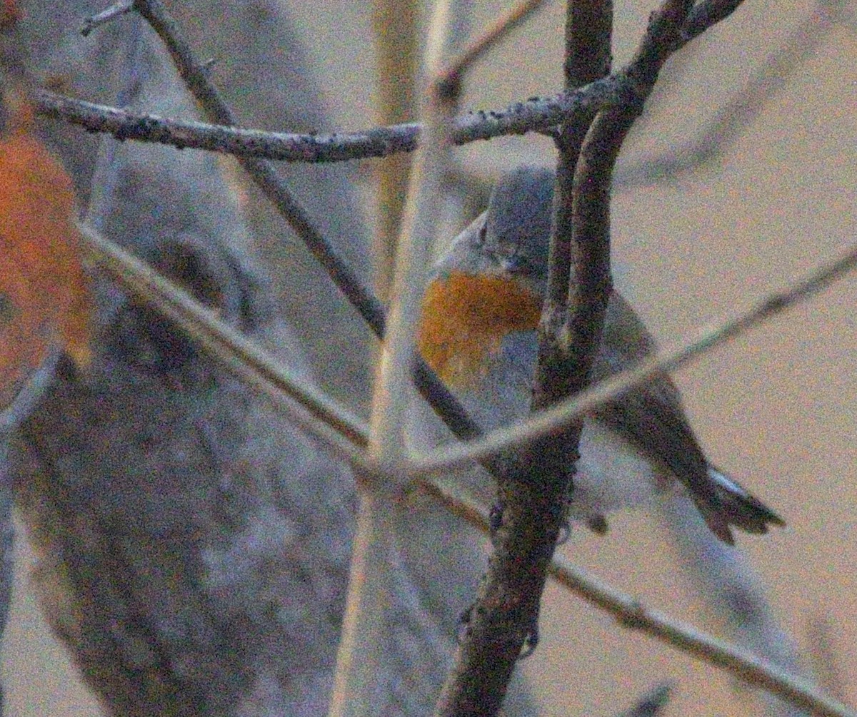 紅胸鶲 - ML647117880