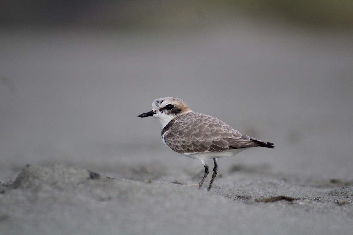 Snowy Plover - ML647117883