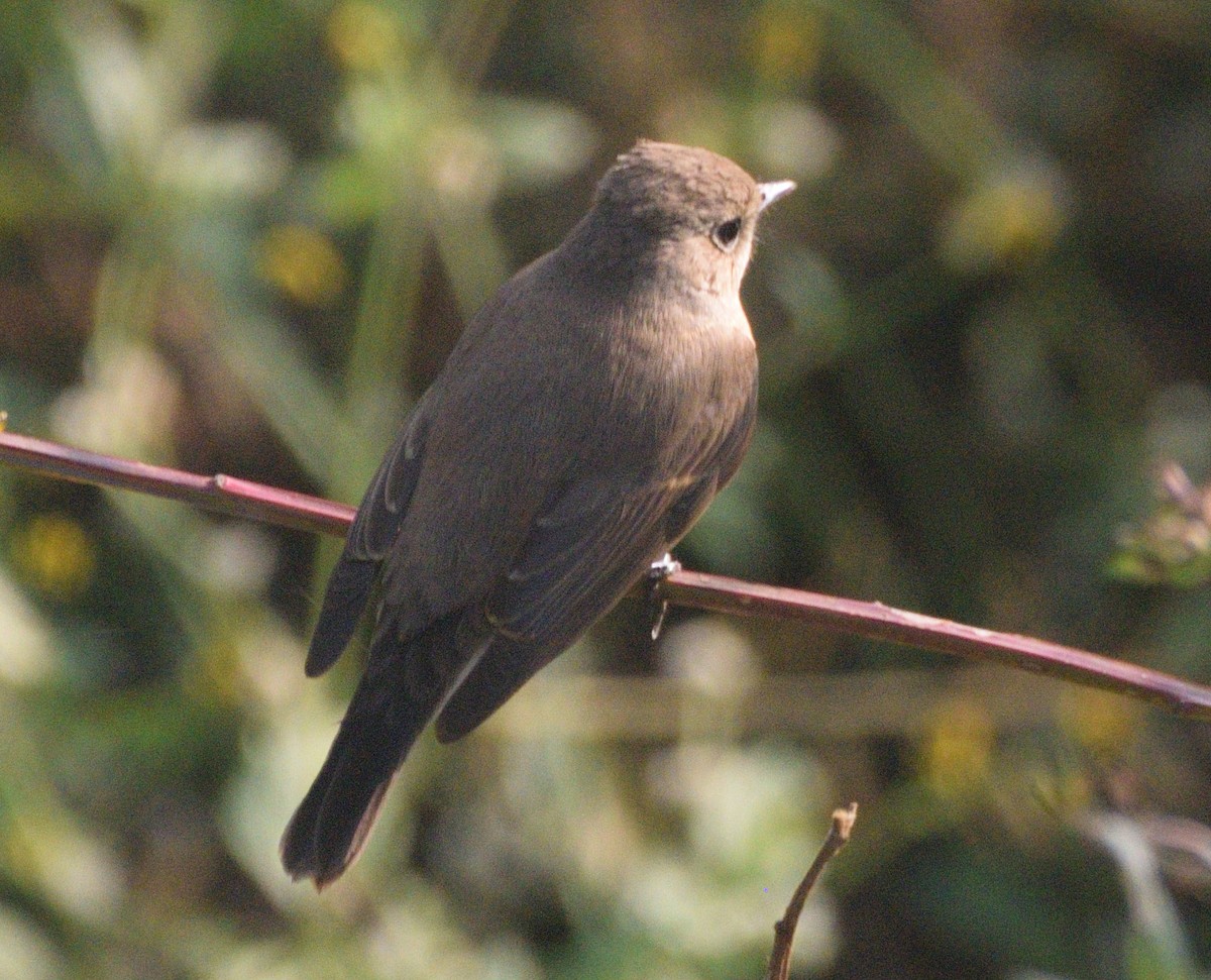 紅胸鶲 - ML647117886