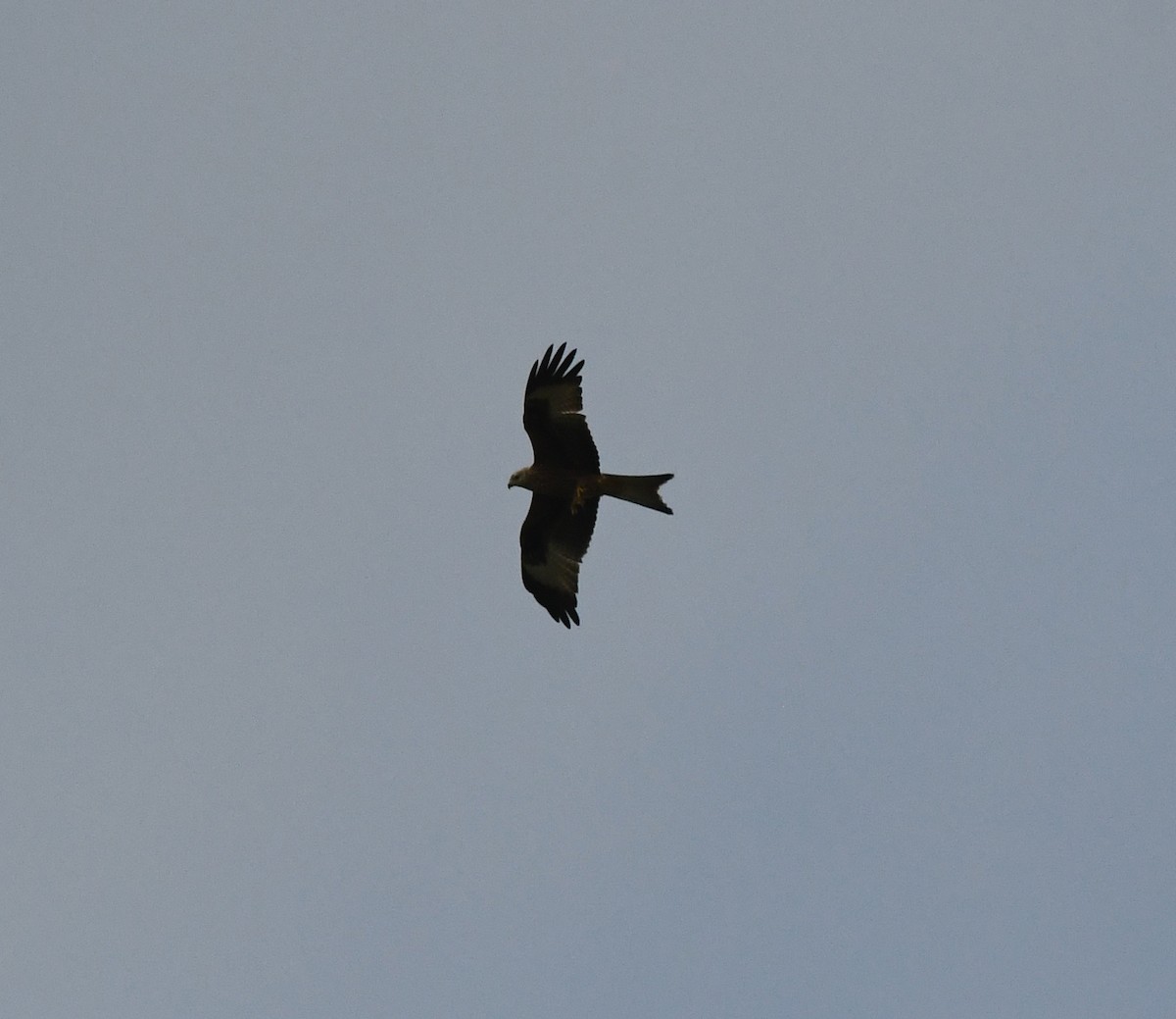 Red Kite (Red) - ML647117904