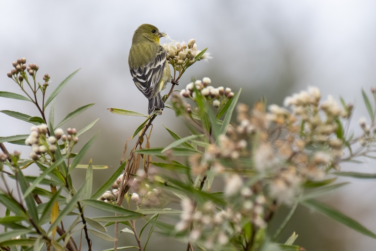 Lesser Goldfinch - ML647117905