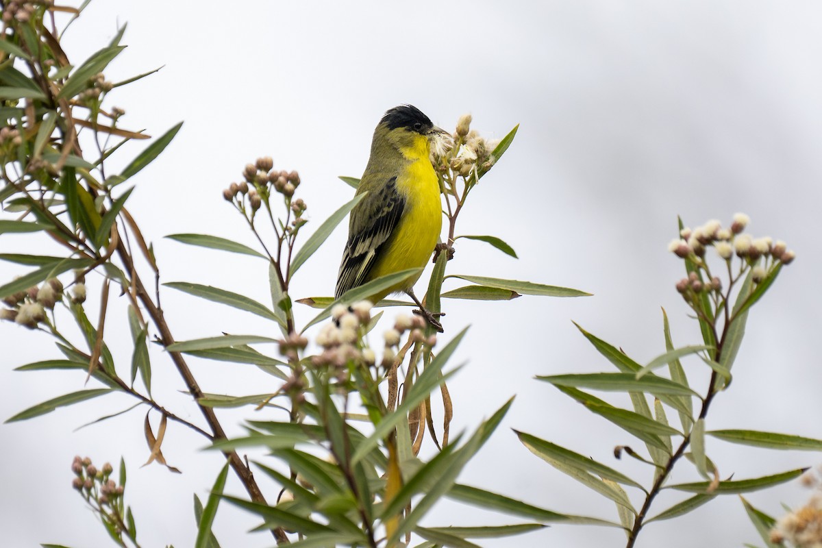 Lesser Goldfinch - ML647117906