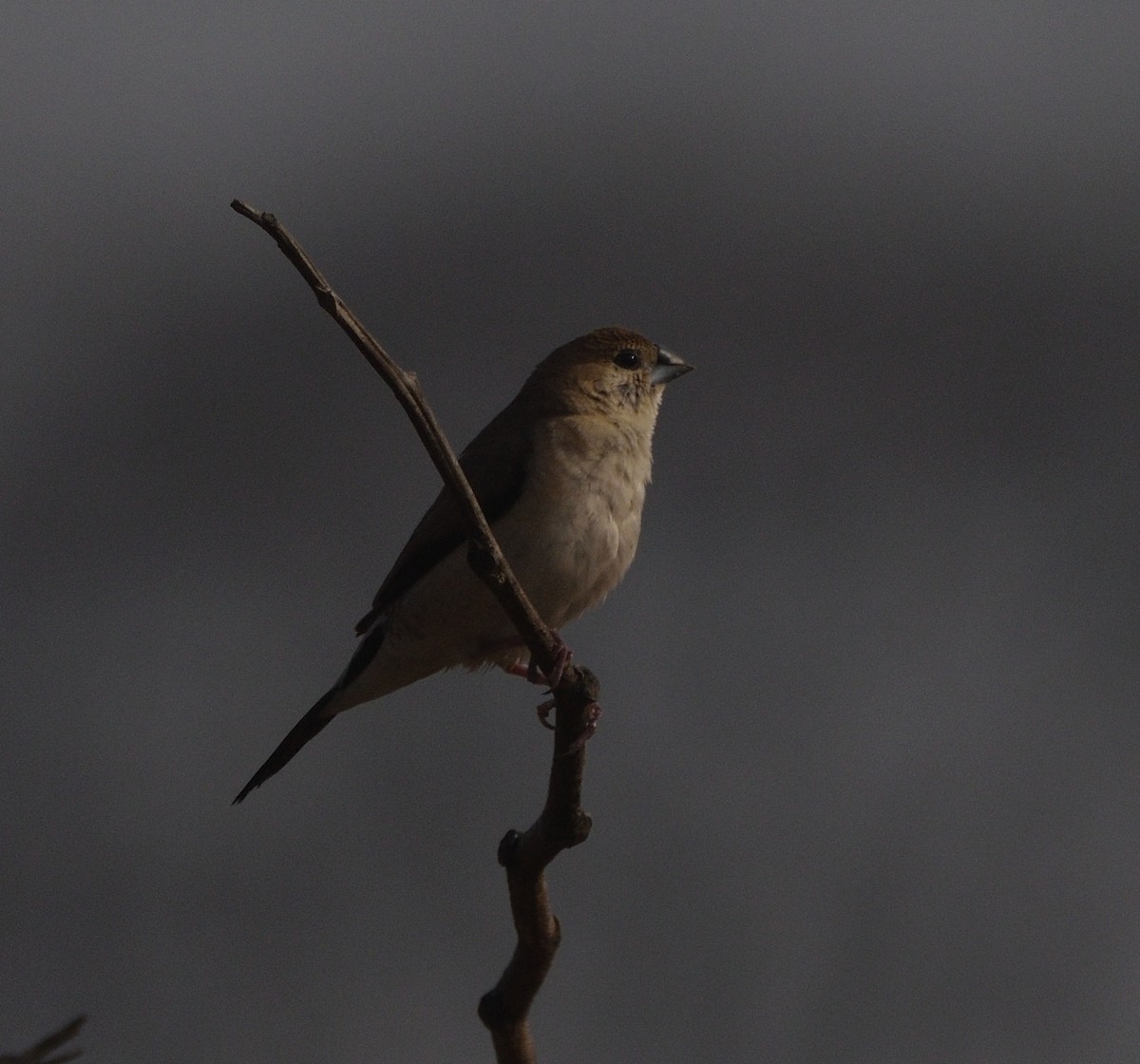 白喉文鳥 - ML647117907