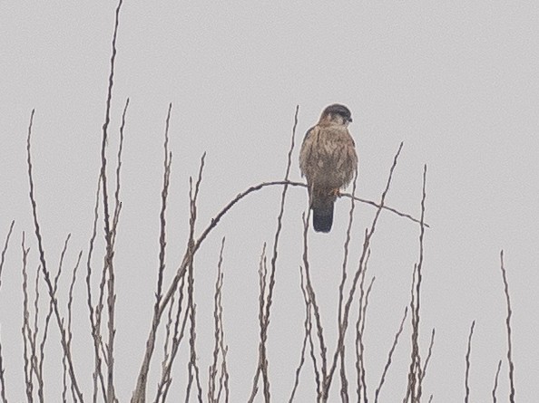 dřemlík tundrový - ML647117908