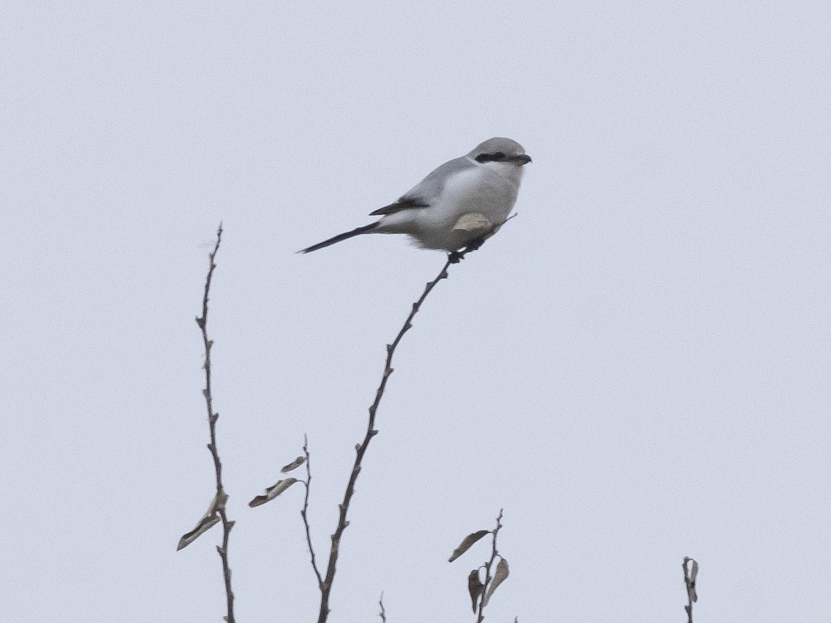 ťuhýk šedý - ML647117911